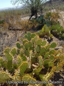 Opuntia engelmannii