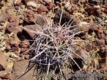 Echinocactus polycephalus
