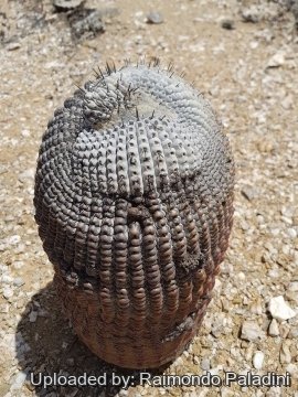 Copiapoa cinerea subs. columna-alba