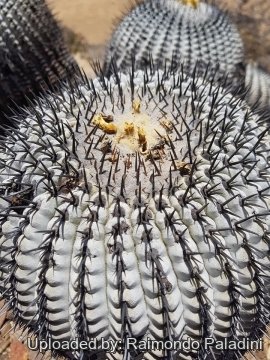 Copiapoa cinerea subs. columna-alba