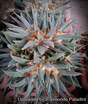 Ariocarpus elongatus