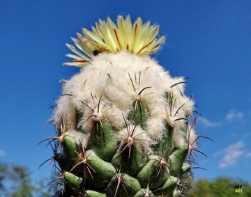 Coryphantha pallida subs. calipensis