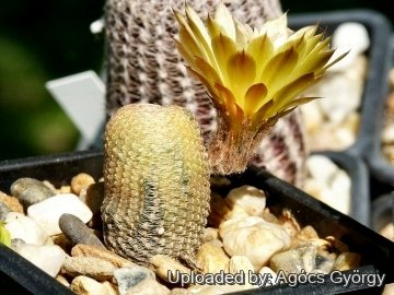Echinopsis famatimensis var. variegata