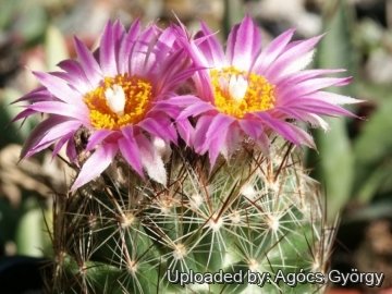 Escobaria vivipara var. borealis