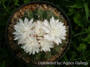 Discocactus placentiformis