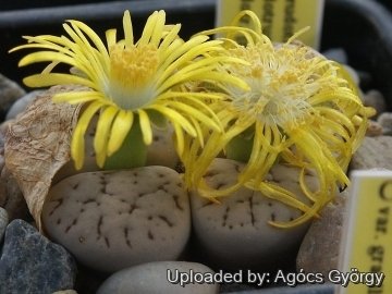 Lithops pseudotruncatella C264 (pallid Form) 60 km SSW of Windhoek, Namibia