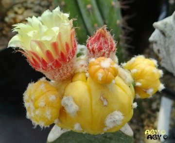 Astrophytum asterias var. nudum f. aurea