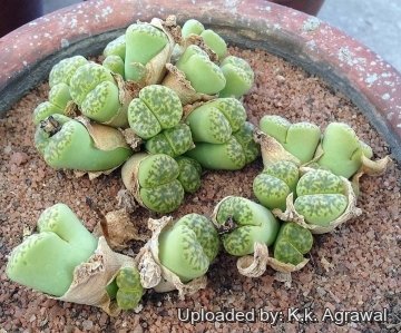 Lithops bromfieldii var. sulphurea C362