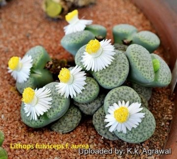 Lithops fulviceps C363 Locality unknown (Namibia) cv. Aurea