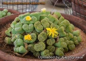 Lithops bromfieldii var. sulphurea C362