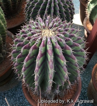 Echinocactus platyacanthus f. grandis