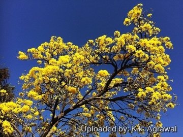 Tabebuia aurea