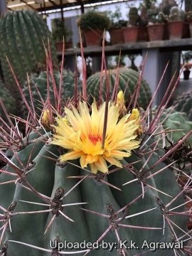 Ferocactus emoryi subs. rectispinus