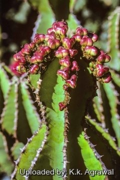 Euphorbia grandicornis