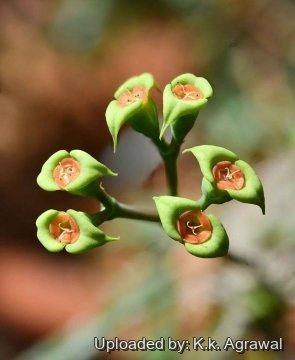 Euphorbia brachyphylla