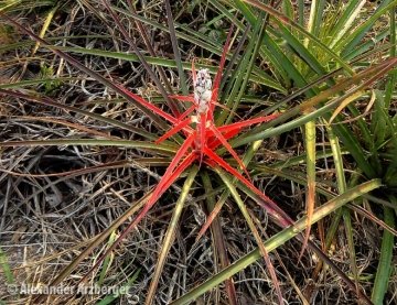 Bromelia serra