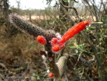 Cleistocactus baumannii