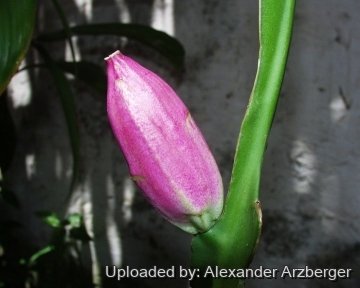 Epiphyllum phyllanthus