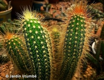 Borzicactus samaipatanus var. divi-miseratus