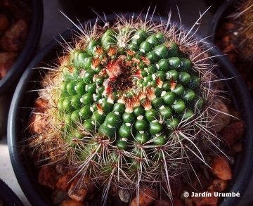 Notocactus concinnus var. apricus