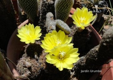 Frailea friedrichii