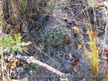Gymnocalycium paraguayense f. fleischerianum