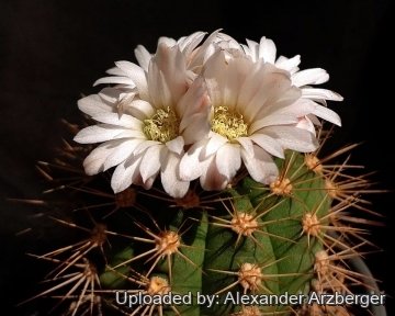 Gymnocalycium chacoense