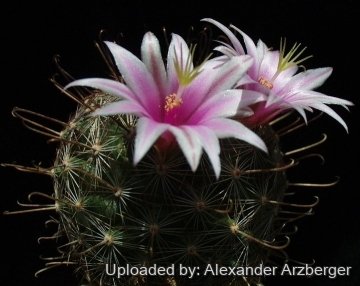 Mammillaria microcarpa var. auricarpa