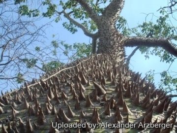 Ceiba speciosa