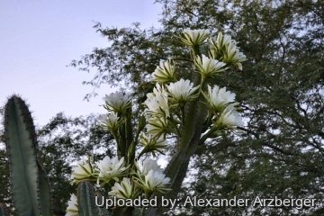 Cereus jamacaru