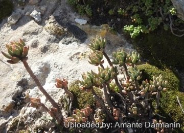 Sedum sediforme