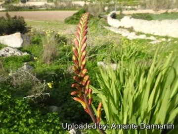 Chasmanthe aethiopica