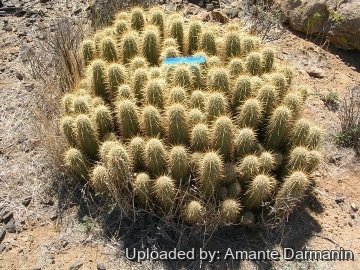 Echinocereus engelmannii