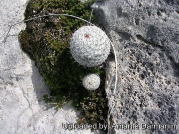 Mammillaria haageana