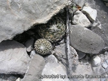 Pelecyphora strobiliformis