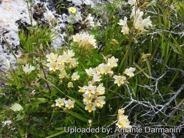 Freesia refracta