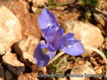 Moraea sisyrinchium