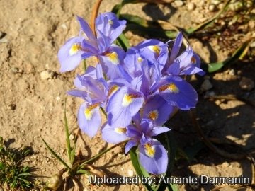 Moraea sisyrinchium