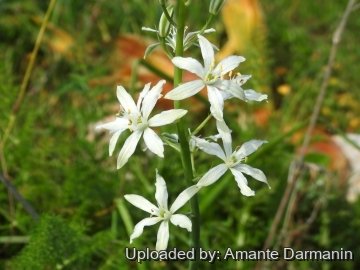 Ornithogalum narbonense