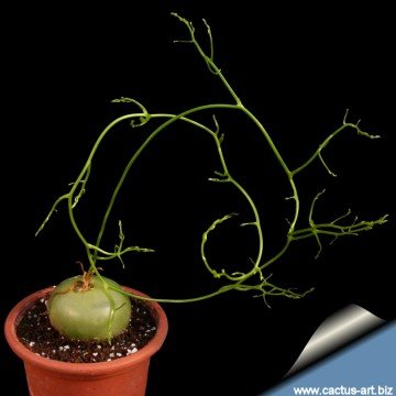 Bowiea volubilis