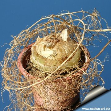Bowiea volubilis