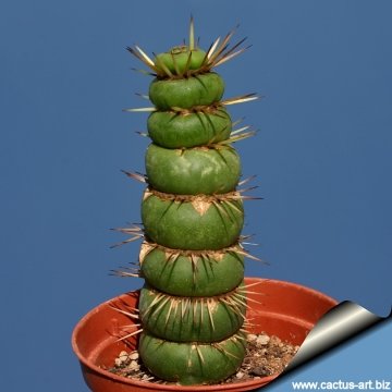 Eulychnia castanea cv. varispiralis disc shaped form