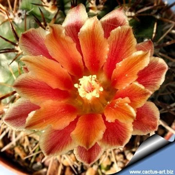 Eriosyce curvispina var. robusta