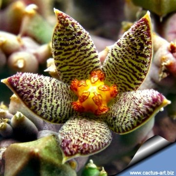 Piaranthus geminatus var. foetidus