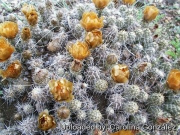 Pterocactus australis