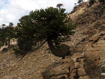Araucaria araucana
