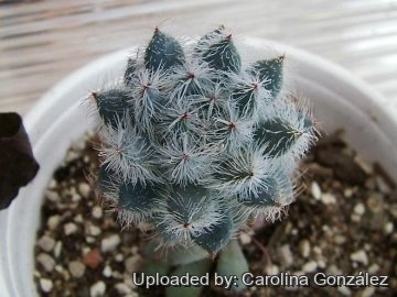 Echeveria setosa var. deminuta