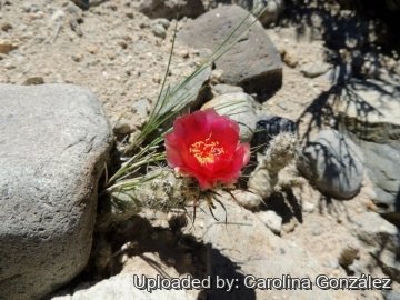 Pterocactus fischeri