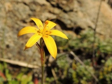 Sisyrinchium patagonicum