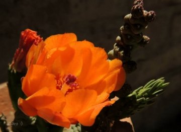 Austrocylindropuntia verschaffeltii